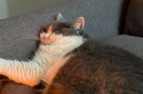 「顔面プレス」によりぺちゃんこです