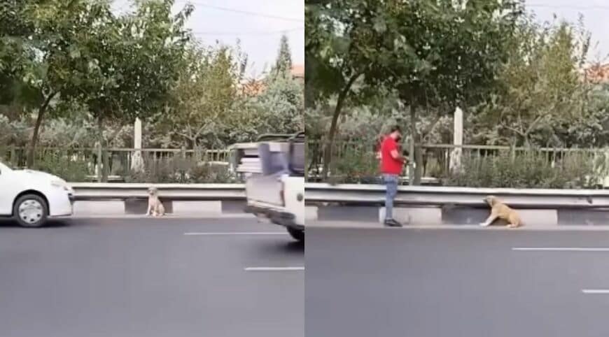 ガードレール沿いに座り込む犬と近づく男性