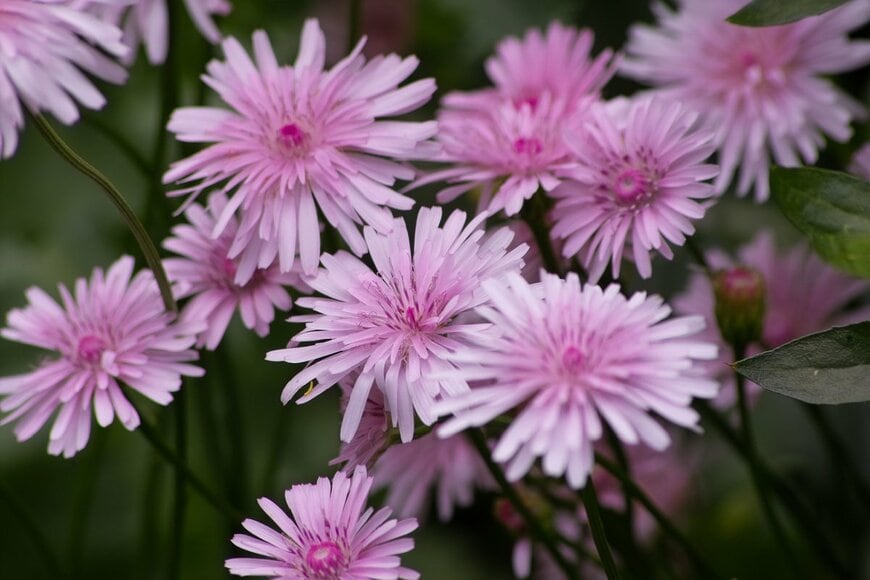 優しいピンク色のモモイロタンポポの花の、アップ画像