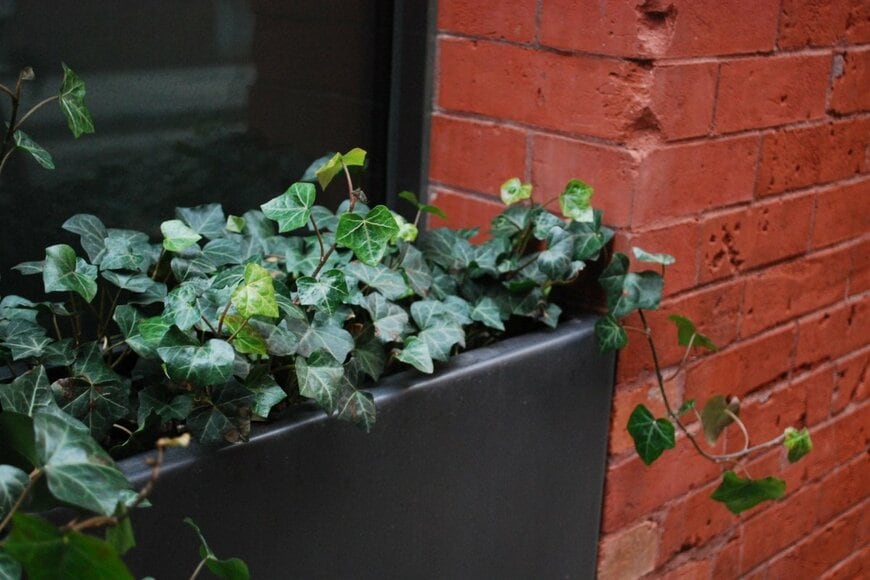 黒いプランターに植えられたヘデラ