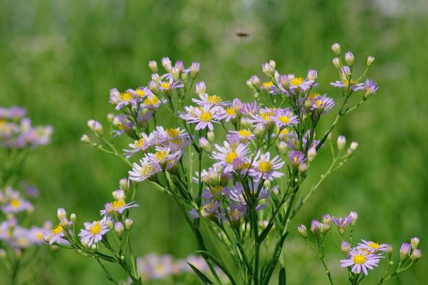 ノコンギクの花。色は紫