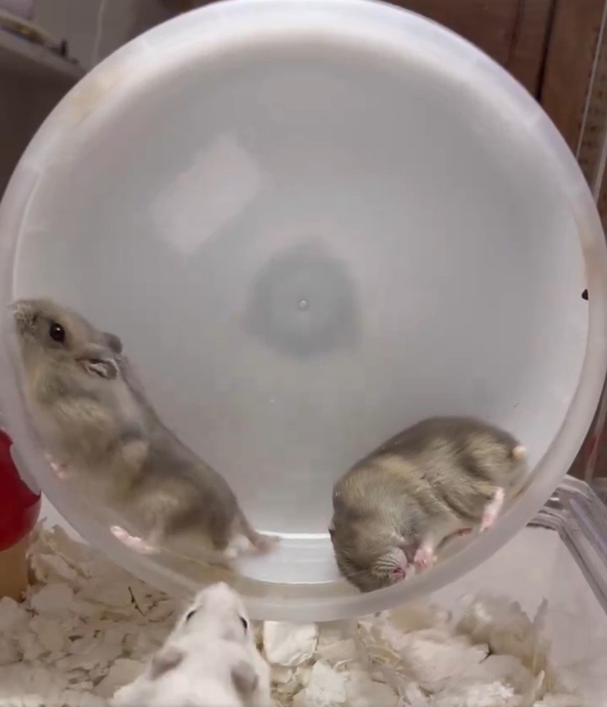 2匹のハムスター