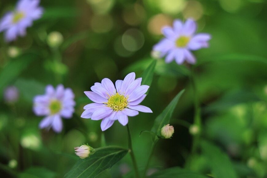 うす紫色の花を咲かせている、ミヤコワスレ