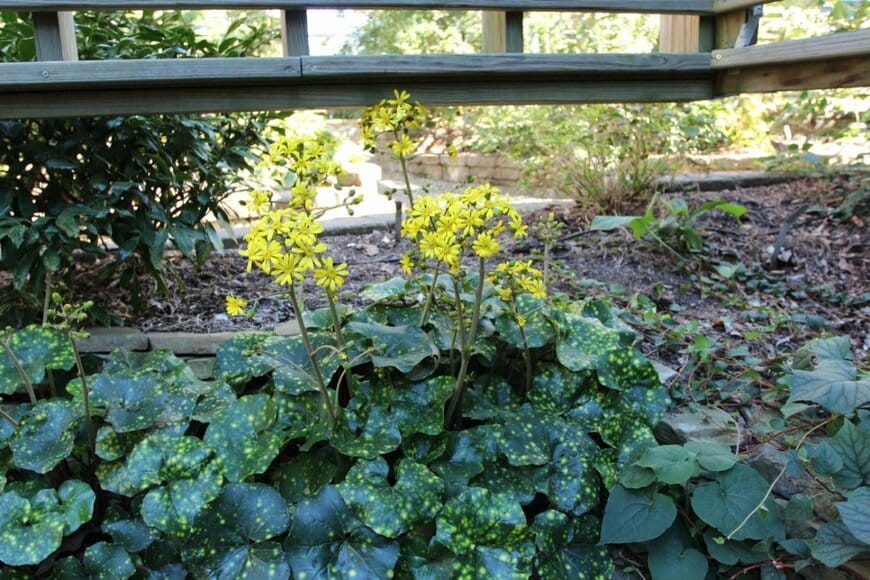 黄色い花を咲かせている、ツワブキ。葉には黄色い水玉模様の斑入り