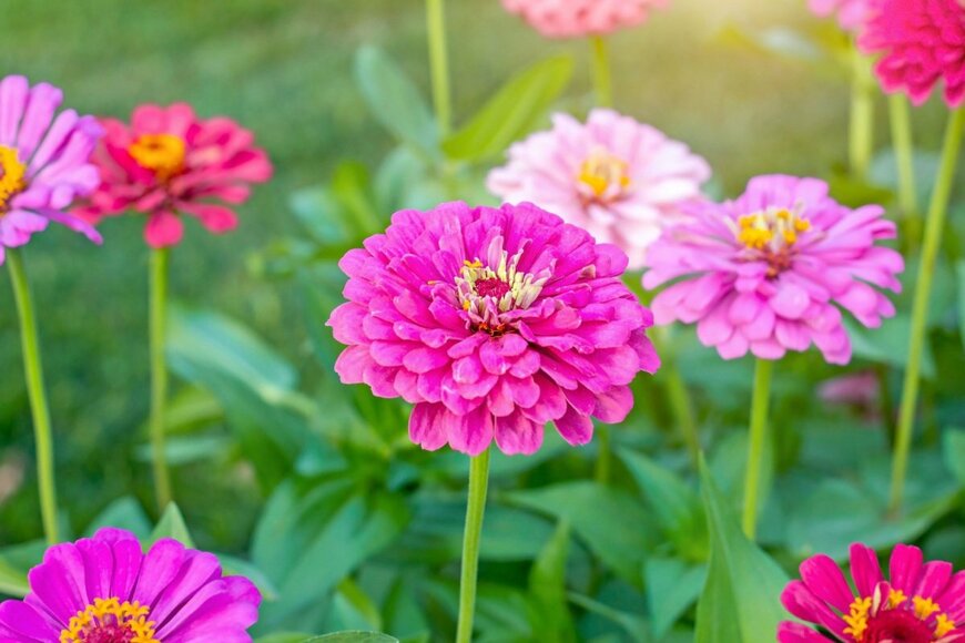ピンクのジニアの花が咲いている