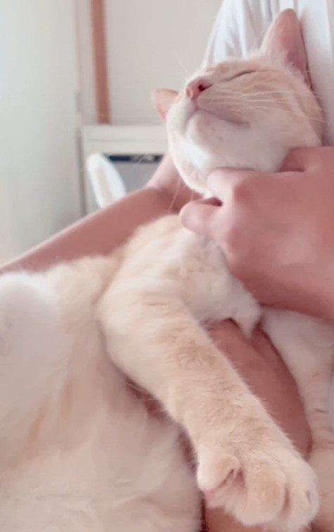 お兄ちゃんと猫