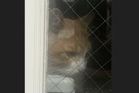 毎日愛猫に会いに来る野良猫　保護した結果…目頭が熱くなるビフォーアフターに「ありがとう」