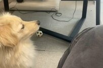 飼い主が食べている「ヨーグルト」に興味津々な犬　かなり強めの「どつき方」に笑ってしまう