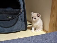 【こんがりしました】クリーム色の子猫の「現在の姿に思わず二度見」　まさかのビフォアフに「不思議すぎる」