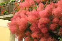 【ガーデニング】思わず触ってしまうかも！？フワフワした姿がカワイイ、モフモフ系の植物オススメ6選