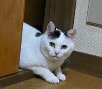 引き戸の奥から覗く猫　一生懸命していることがかわいすぎた
