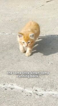 路上を彷徨っていた子猫を保護→新しい家族と一緒に暮らし、立派に成長した姿に涙