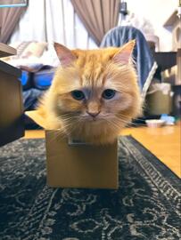 「サイズ感ミスった猫」　思わぬ姿に爆笑の声