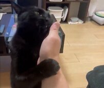 【可愛すぎる！】強引に手を引き寄せる甘えん坊の猫ちゃんの姿に3万いいね