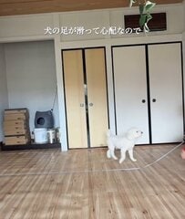 【床DIY】滑る愛犬のために築30年戸建の和室を改装。足腰に優しいネイビーブルーのフロアを敷き詰め、汚れても外して洗えるDIY術で掃除の手間も削減