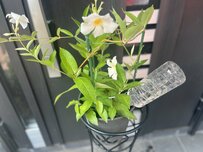 【真夏のガーデニング】旅行や帰省「留守中の水やりどうする？」植物の枯れ対策《鉢植え・地植えに分けて解説》