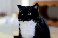 【不満顔の猫さん】サイズが合わない…　箱にうまく入れなかったときの表情に思わず笑ってしまう