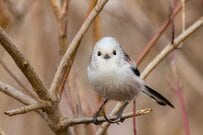まんまるなシマエナガが和菓子に変身？子どもの日に合うスイーツに「かわいすぎて食べられない」