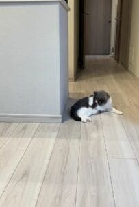 「毛づくろいに夢中だにゃー」一心不乱に毛づくろいをする猫さん　アップのお顔も凛々しくてキュート