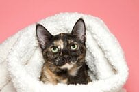 【悶絶】猫みっしり！少し早めの「猫団子」が可愛すぎ　「入り込みたい」と話題