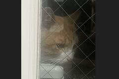 毎日愛猫に会いに来る野良猫　保護した結果…目頭が熱くなるビフォーアフターに「ありがとう」