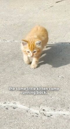 路上を彷徨っていた子猫を保護→新しい家族と一緒に暮らし、立派に成長した姿に涙