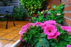 【ガーデニング】梅雨シーズン到来！たまの晴れ間は庭や花壇のお手入れを。植えつけ適期の一年草＆多年草も紹介