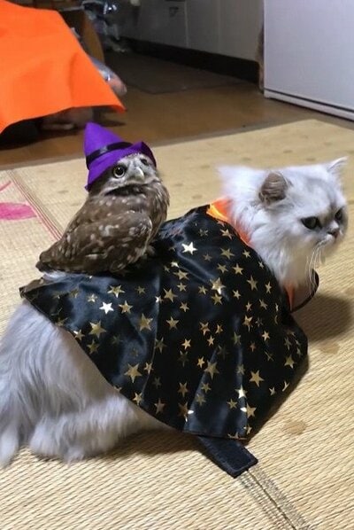 投稿の画像
