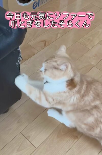 爪研ぎ中のそらくん