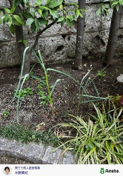 水野真紀の公式ブログ投稿