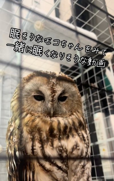 投稿動画のワンシーン
