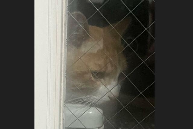 毎日愛猫に会いに来る野良猫　保護した結果…目頭が熱くなるビフォーアフターに「ありがとう」