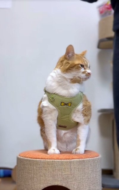 【2.1万再生】元保護猫、エイリアンになる（？）　ユニーク＆キュートな帽子にくぎ付け！