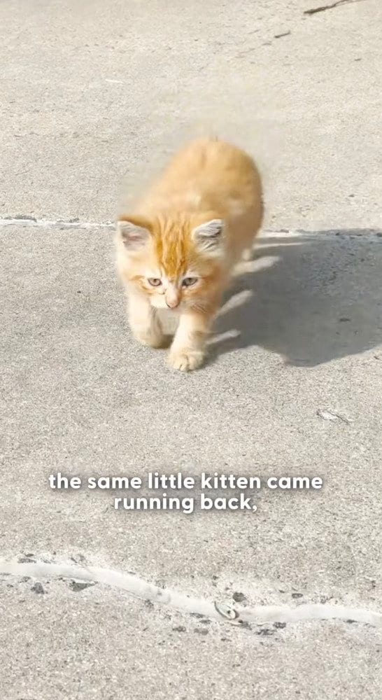 路上を彷徨っていた子猫を保護→新しい家族と一緒に暮らし、立派に成長した姿に涙