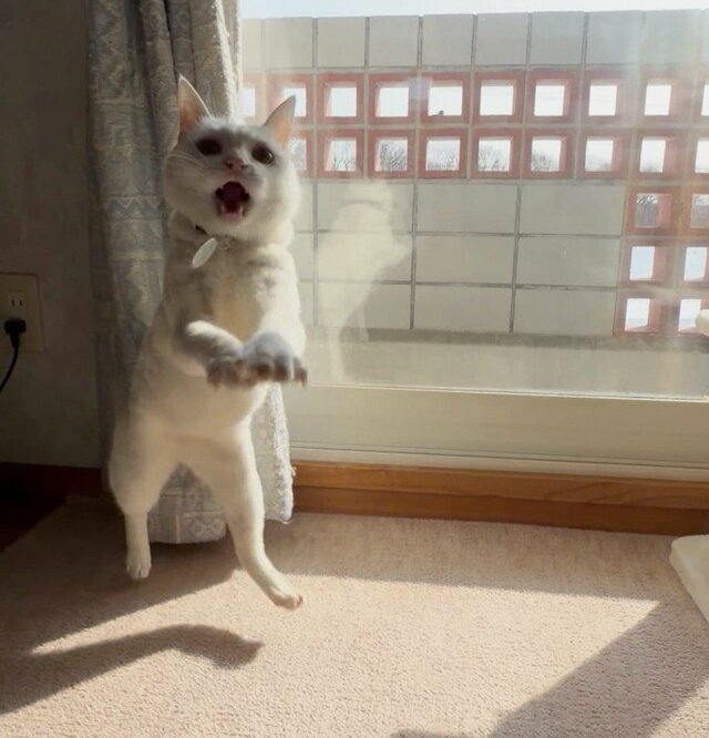 「う、浮いてる」ただのジャンプじゃない…猫ちゃんの「空中散歩」に衝撃