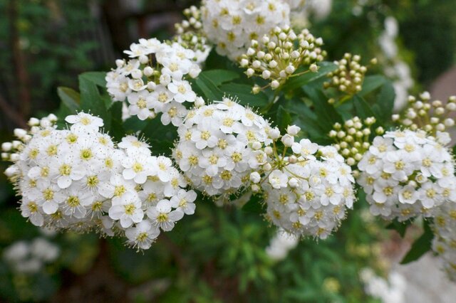 いまが植えどき！春に「白い花」が咲く落葉低木3選。一度植えれば毎年美しい花を楽しめる