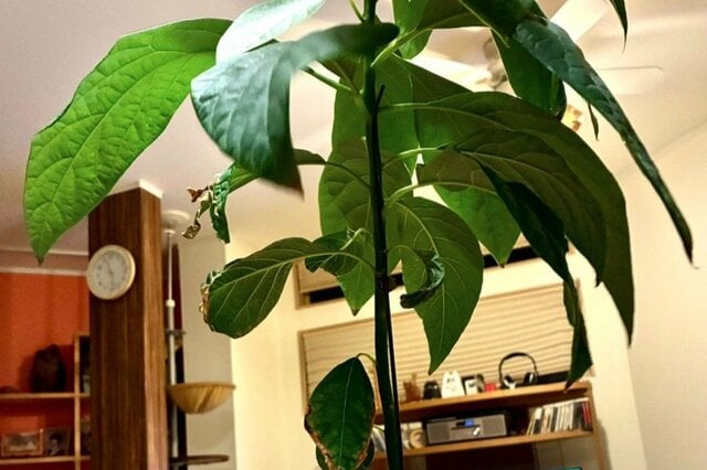 「自宅の観葉植物」に違和感　発見した植物の正体に「ギョッとしたことある」
