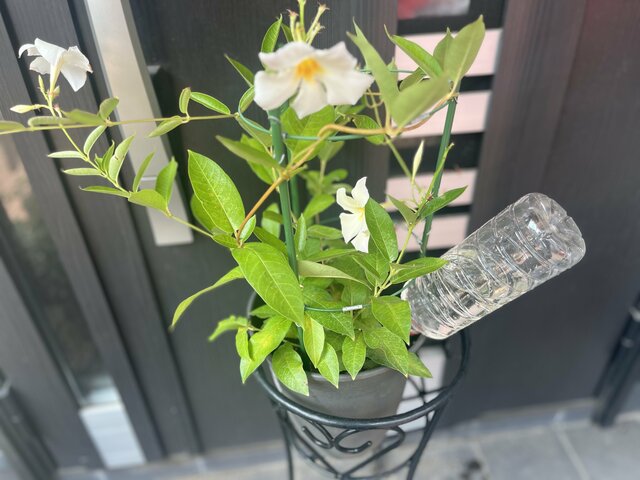 【真夏のガーデニング】旅行や帰省「留守中の水やりどうする？」植物の枯れ対策《鉢植え・地植えに分けて解説》