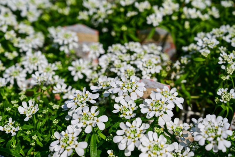 玄関先の小さな空間があか抜ける《おしゃれな花＆カラーリーフ》多年草10選！日陰に強い植物も
