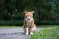 繁華街で遭遇した猫を「テンションが上がり切った状態」で撮影　猫から向けられた「信じられないものを見るような目」に笑ってしまう