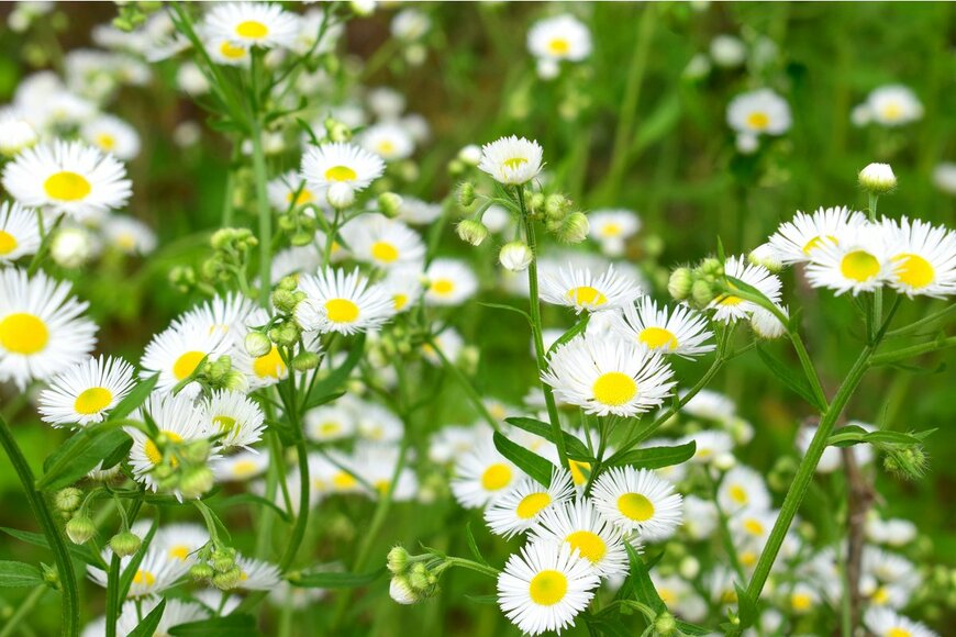 Wakhron/Shutterstock.com