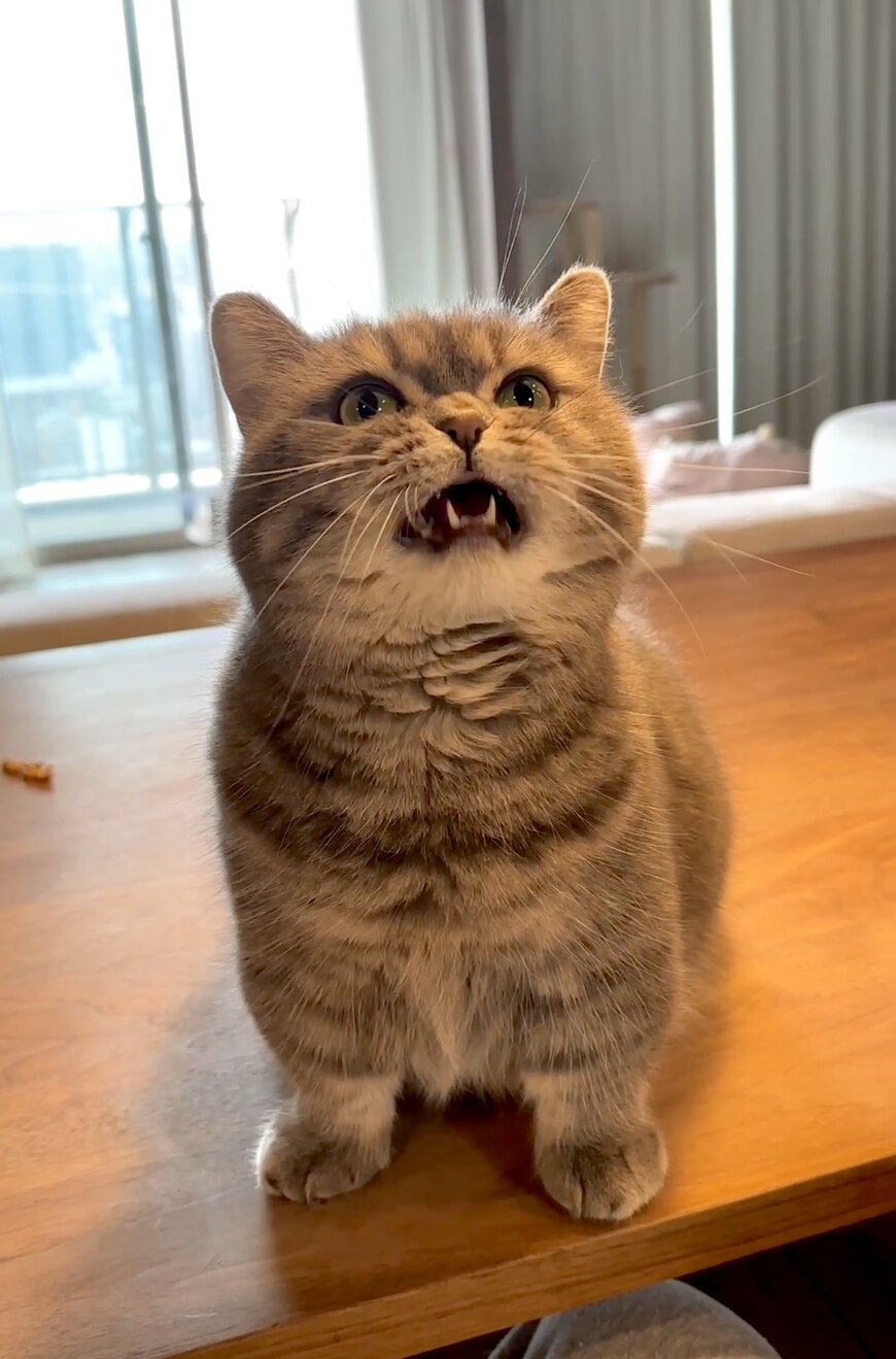 出所：@himaritomugi