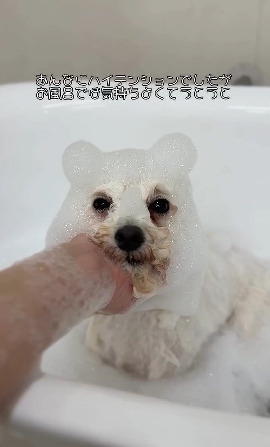 出所:misaki(@dogsalon_ma_cherie)