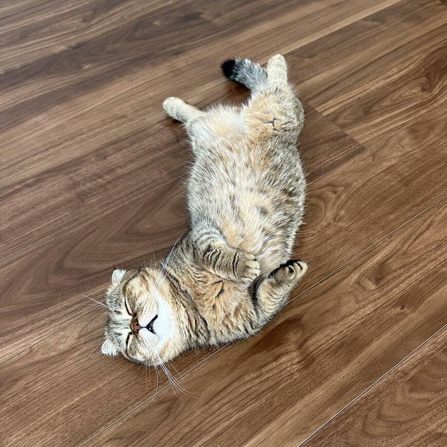 出所：@ponpokopontanu