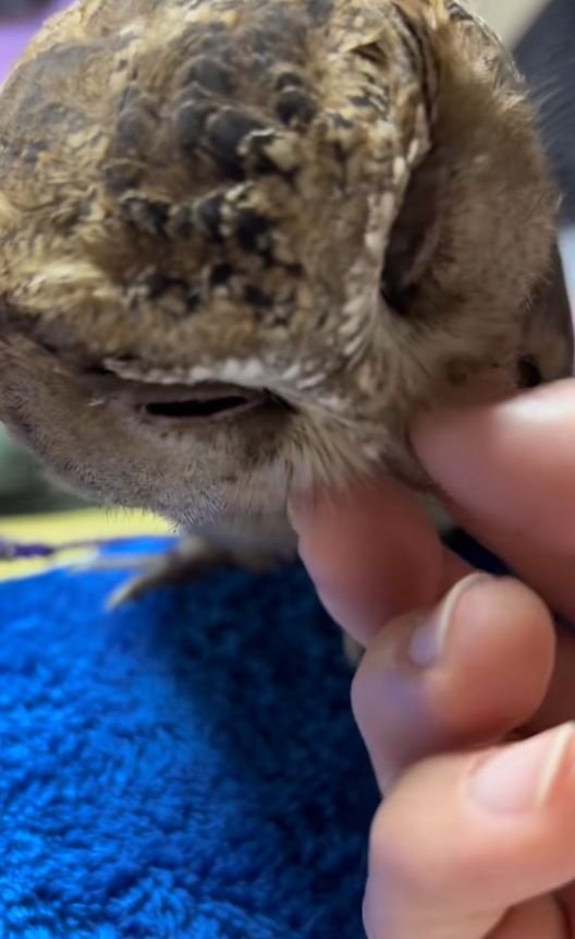 出所：@nononontan2929