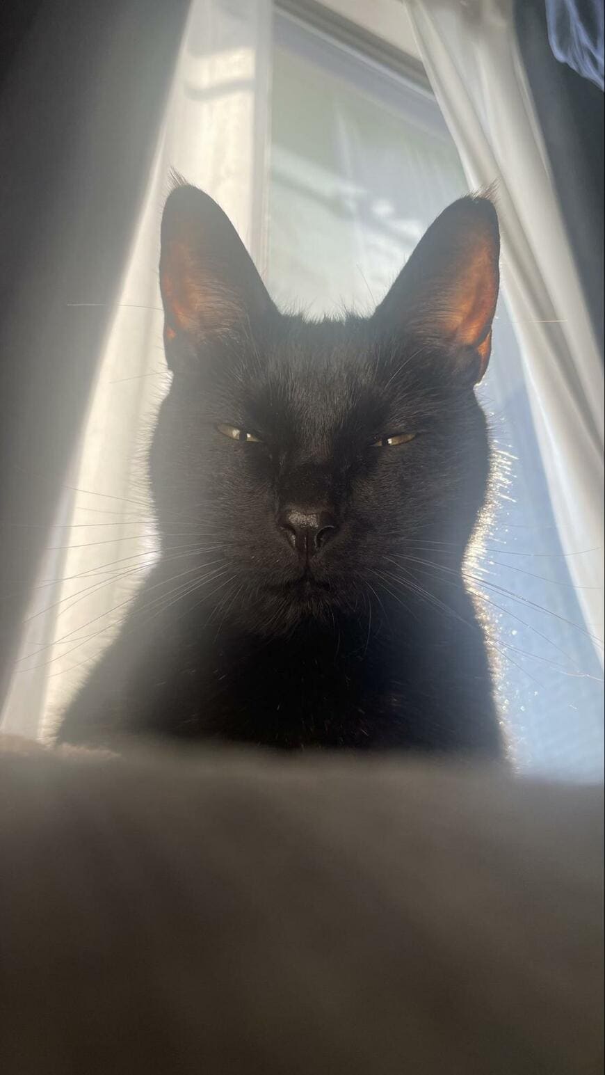 出所：＠Teagle_Noir