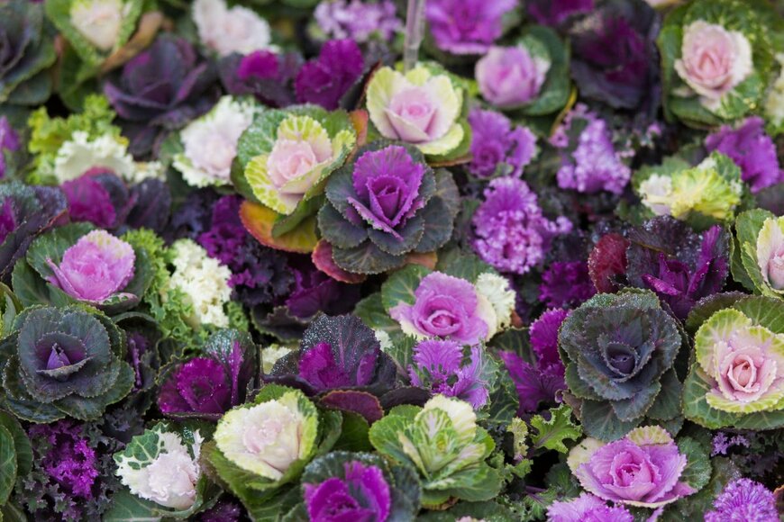 ornamental kale/shutterstock.com