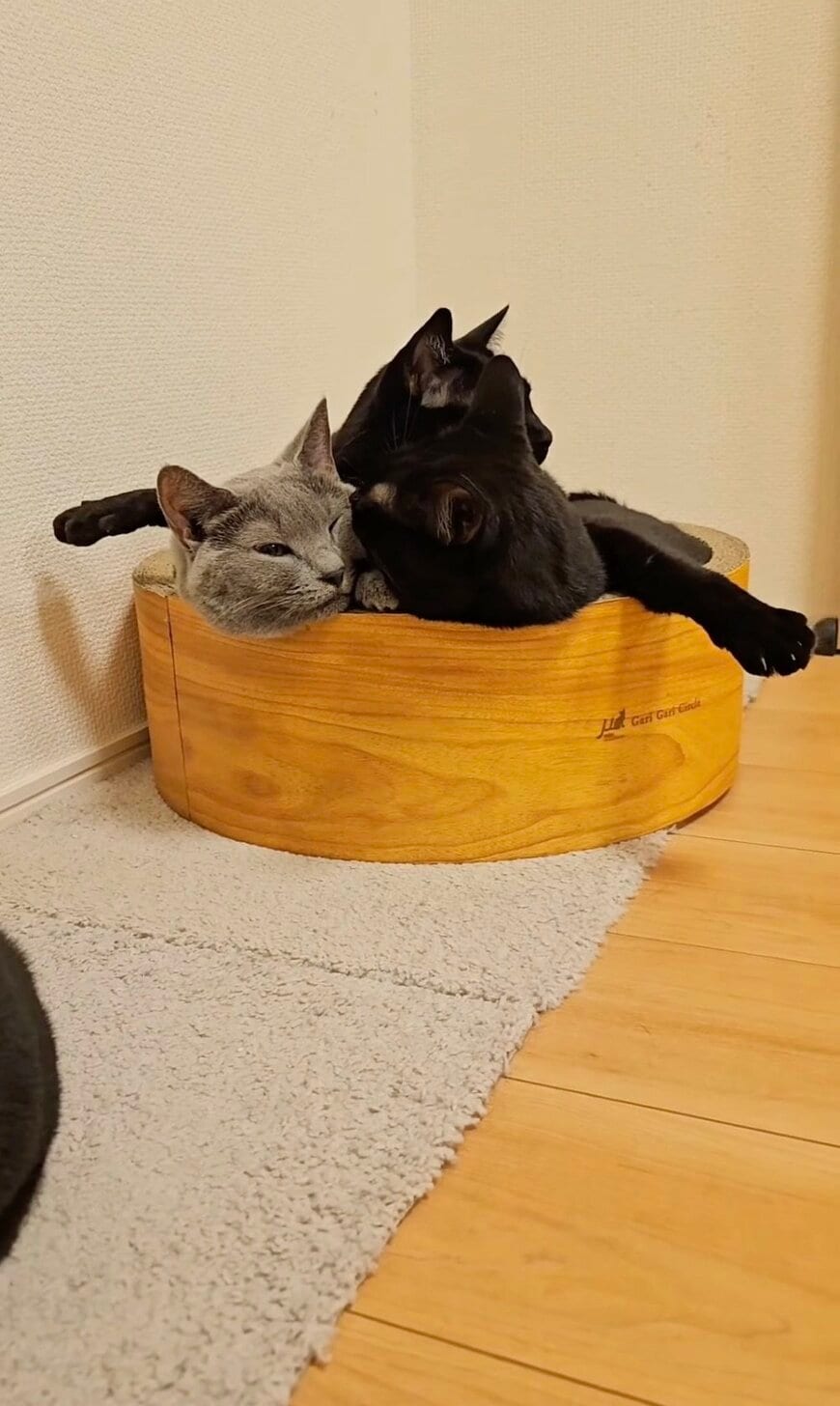 出所：@kariton28mhy2