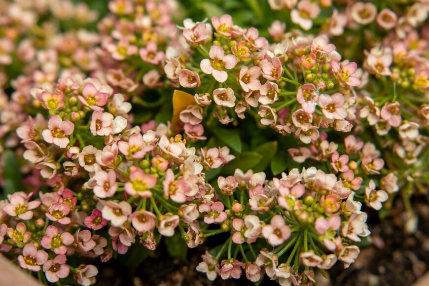 decoplus.inc/istockphoto.com