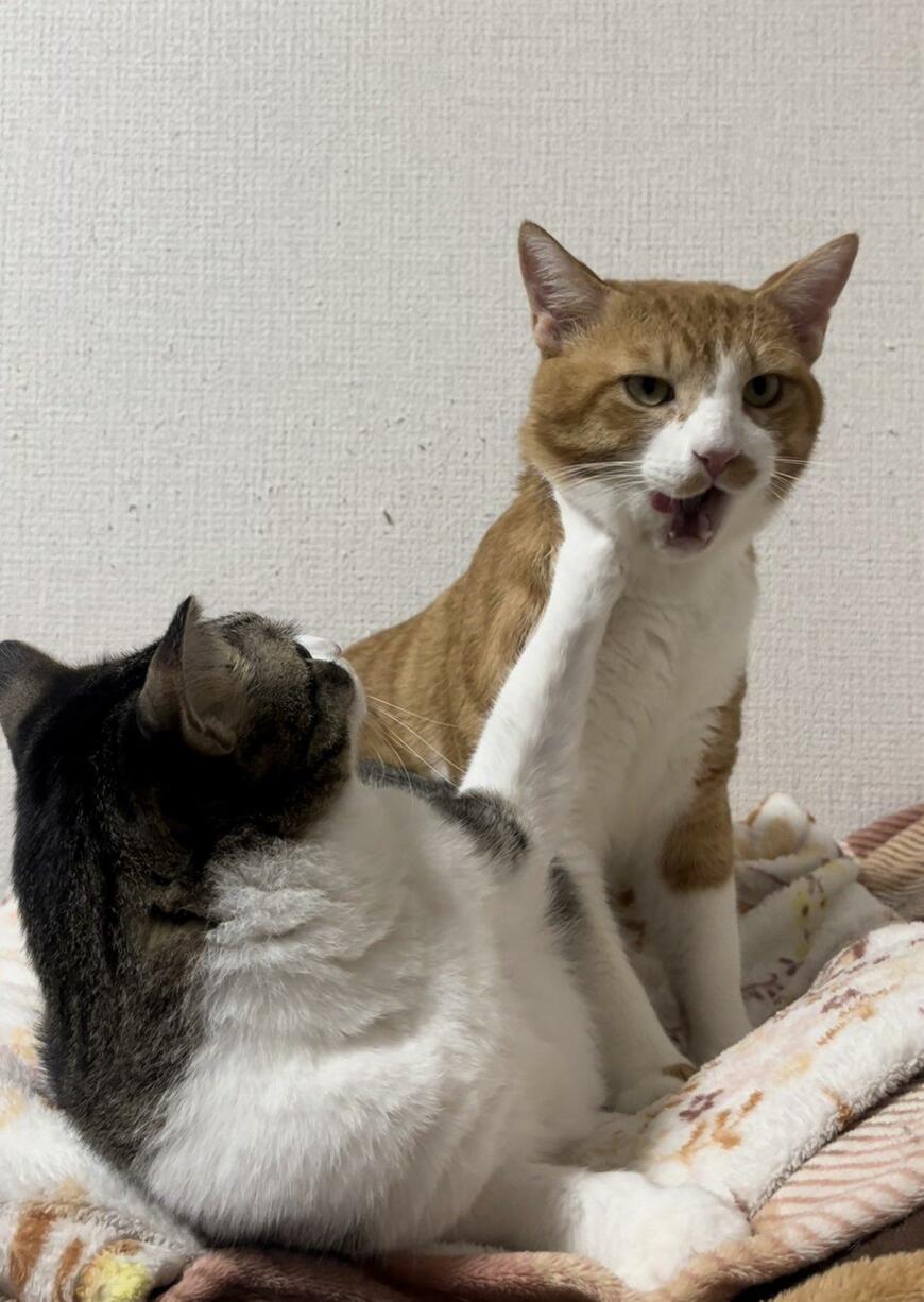 出所：@Neko2Obasan